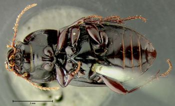 Media type: image;   Entomology 25669 Aspect: habitus ventral view